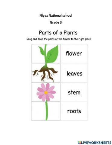 Parts of plant