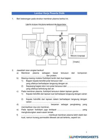 Lkpd transpor membran