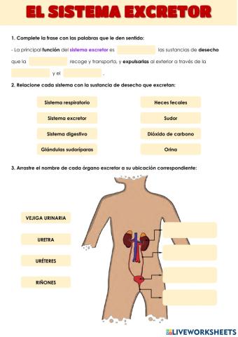 El sistema excretor