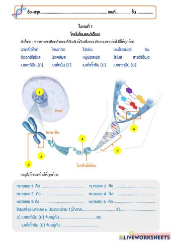 ใบงานที่ 1 โครโมโซมและดีเอ็นเอ 1-2565