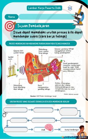 Indera Pendengaran (Telinga)