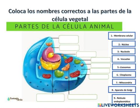 Célula vegetal