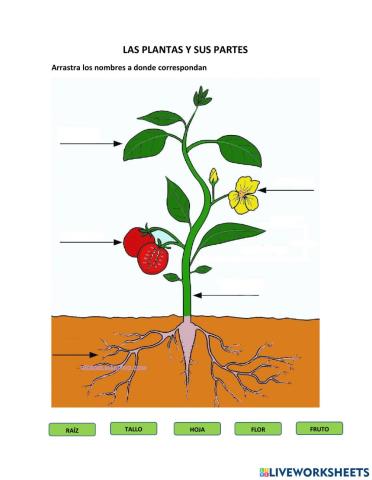 PARTES DE UNA PLANTA