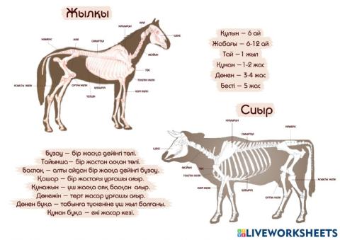 Жылқы мен сиырдың жастары