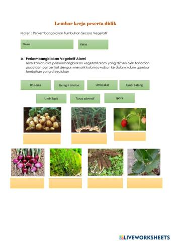 LKPD Sistem Reproduksi Tumbuhan