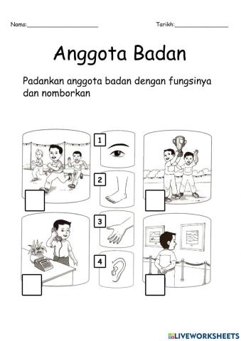 Anggota Badan dan Fungsinya