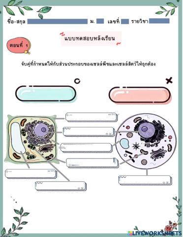 Post-Test cell and organelle