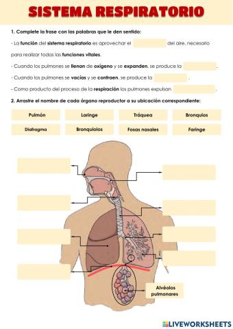 Sistema respiratorio