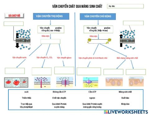 Vận chuyển chất qqua màng