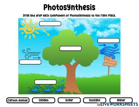 Photosynthesis