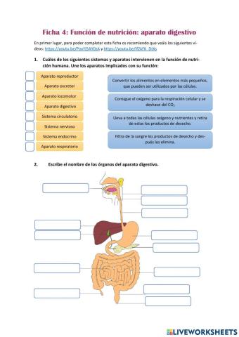 Función de nutrición: Aparato digestivo