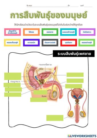 การสืบพันธุ์ของมนุษย์