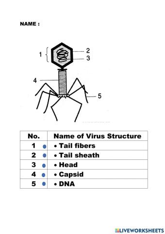 Virus Structure