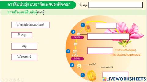 การสร้างเซลล์สืบพันธู์ของพืชดอก