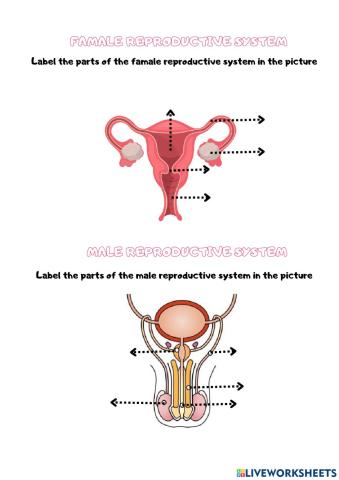 Reproductive system