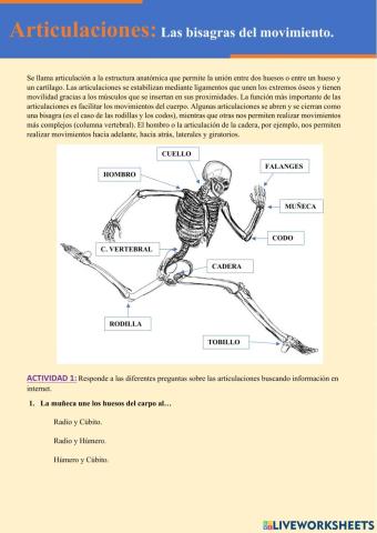 Articulaciones