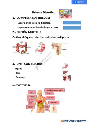 Sistema digetsivo