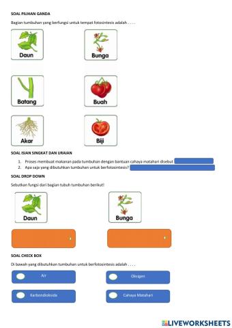 Latihan Soal IPAS Fotosintesis