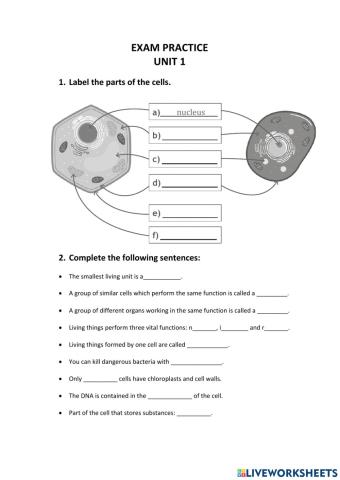 Exam Practice Unit 1