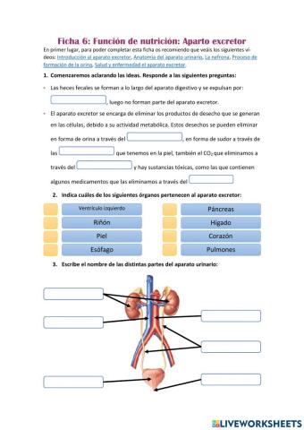 Aparato excretor