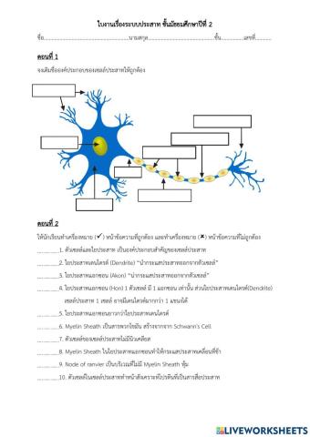 ใบงานระบบประสาท