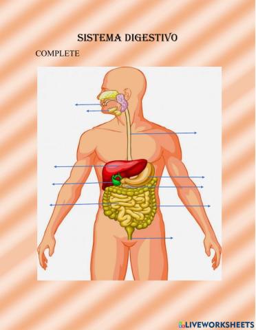 Sistema digestivo