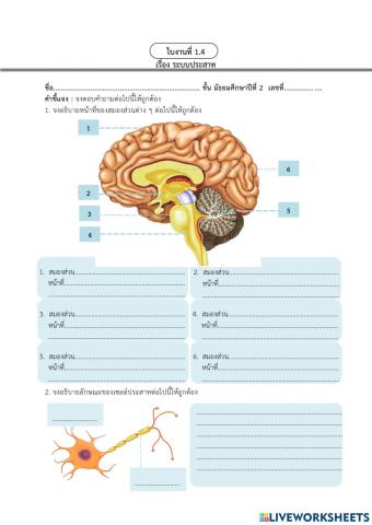 ใบงานที่ 4 ระบบประสาท