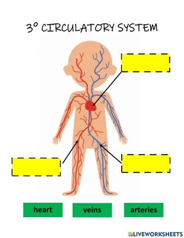 Circulatory system