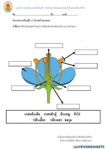 ใบงานที่ 1.2 โครงสร้างของดอก