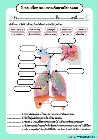 ใบงาน เรื่อง ระบบหายใจ