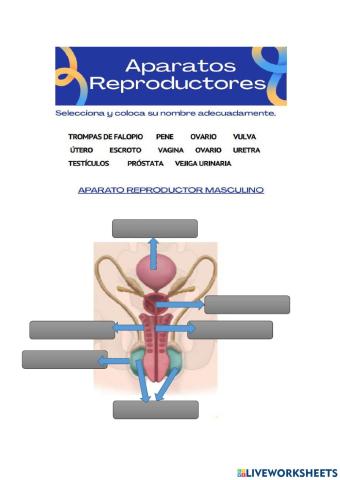 Aparatos reproductores humanos