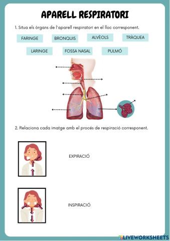 Repàs aparell respiratori