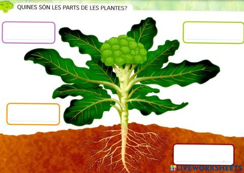 Parts de la planta 2