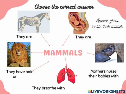 Mammals