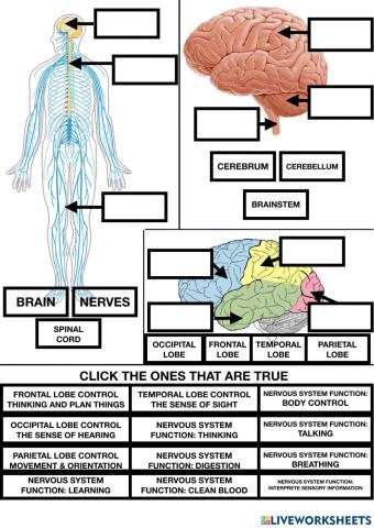 Nervous system