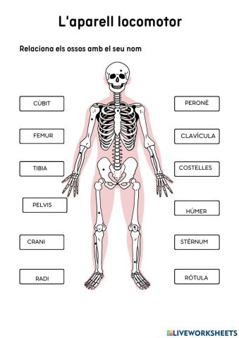 Aparell locomotor