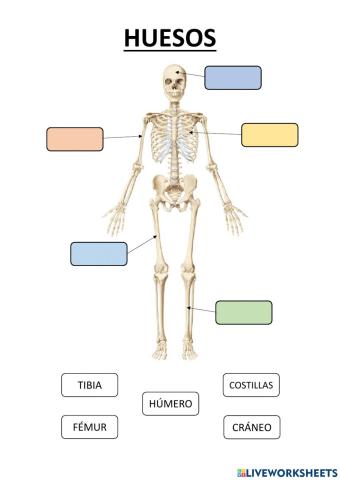 Los huesos
