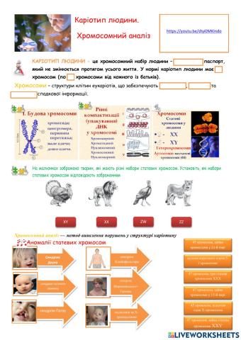 Каріотип людини.  Хромосомний аналіз