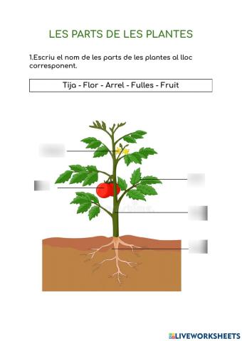 Les parts de les plantes.