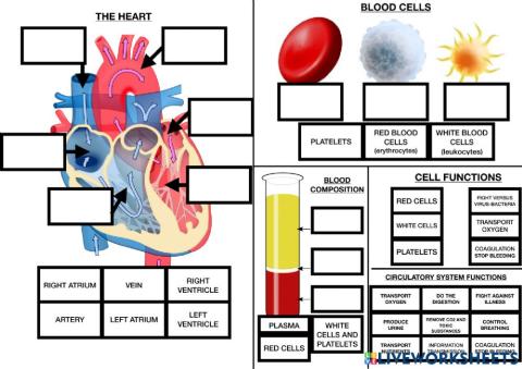 Circulatory system