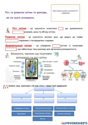 Ріст та розвиток клітин та фактори,  які на нього впливають