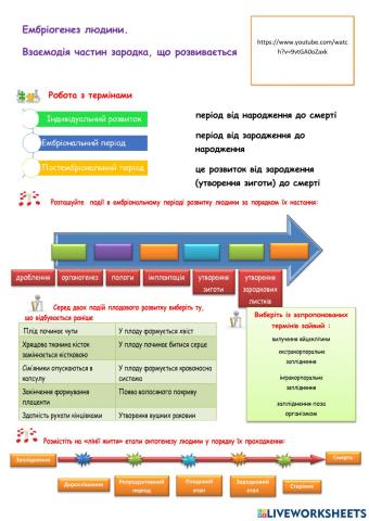 Ембріогенез людини.  Взаємодія частин зародка, що розвивається
