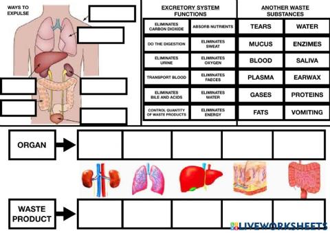 Excretory system