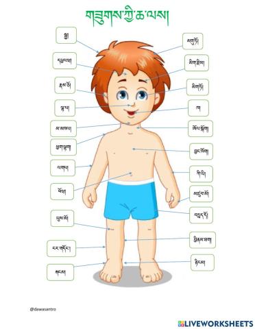 Body Parts Chart complete Dzo