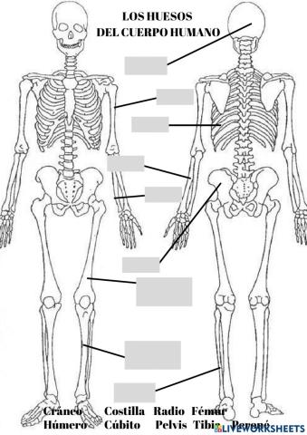 Los huesos del cuerpo humano