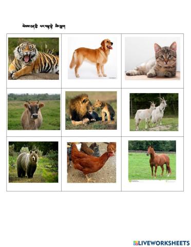 Naming animals