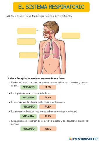 Sistema respiratorio