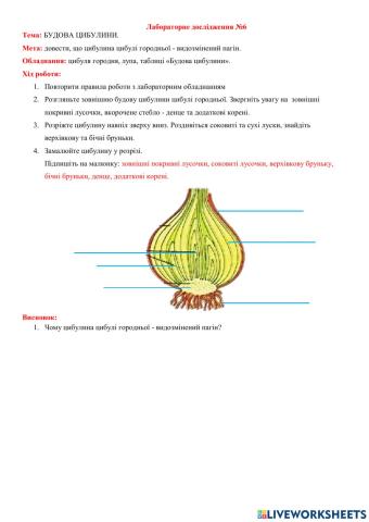 Будова цибулини