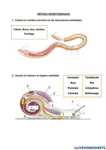 Repaso estructuras invertebrados