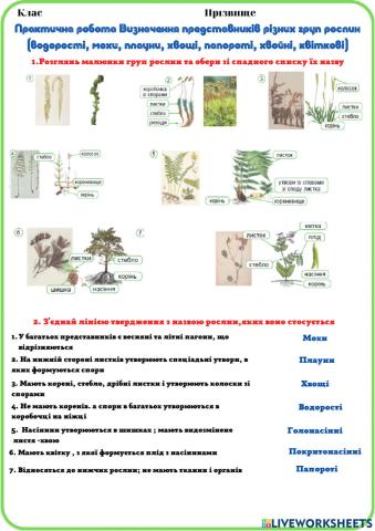 Практична робота Визначення представників різних груп рослин